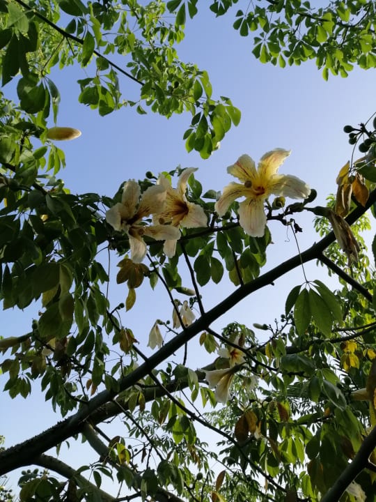 Gartenanlage Dream World Aqua Hotel