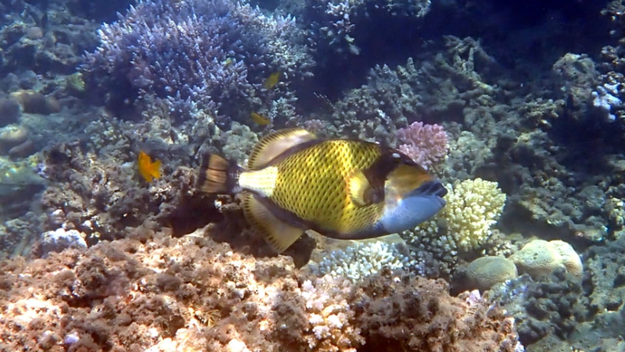 Sport & Freizeit Shams Alam Beach Resort