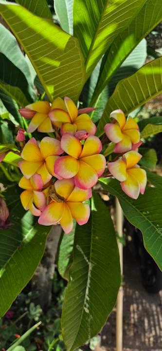 Gartenanlage Hotel Kathrin Beach