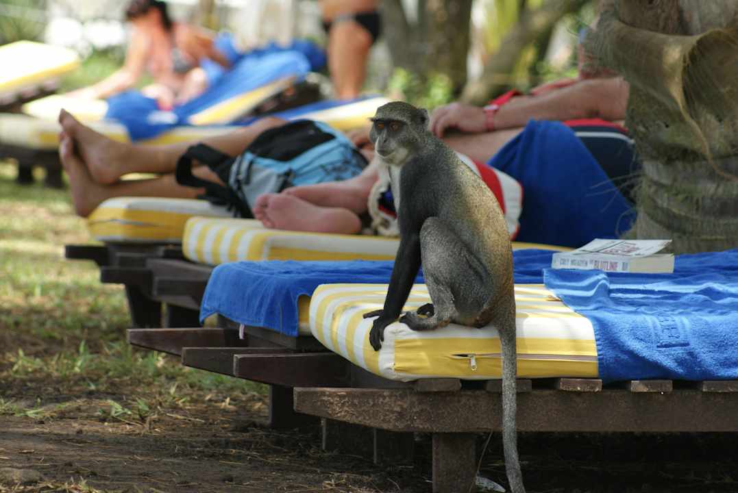 Nie zostawiaj nic jak idziesz do baru  Hotel Papillon Lagoon Reef