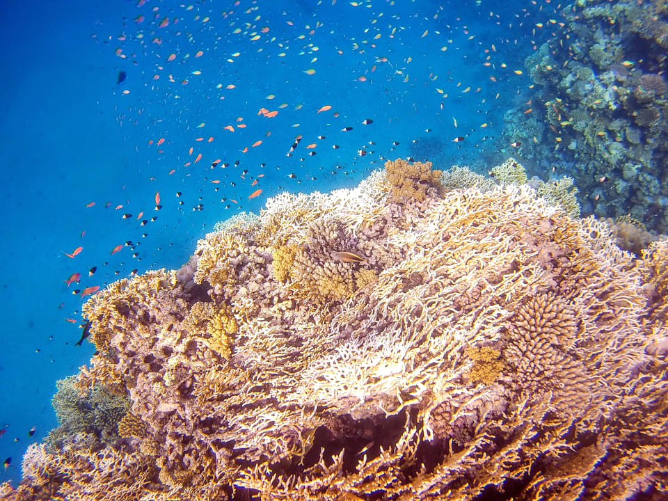 Strand Malikia Resort Abu Dabbab