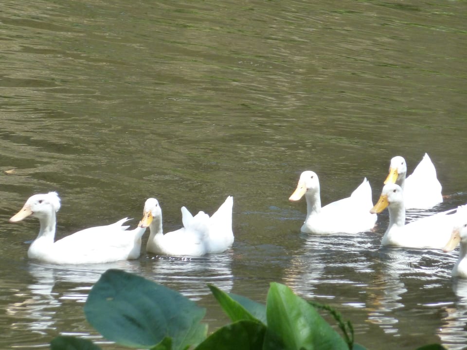 ....da waren es nur noch 6 ! InterContinental Bali Resort