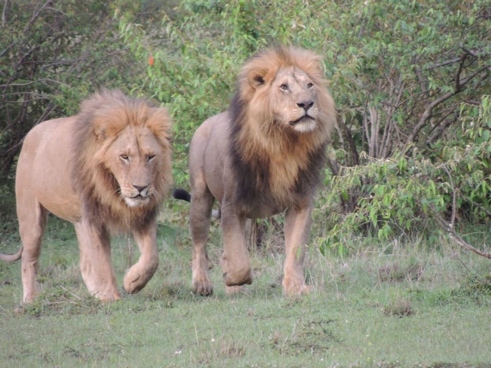 Sport & Freizeit Fig Tree Camp Maasai Mara