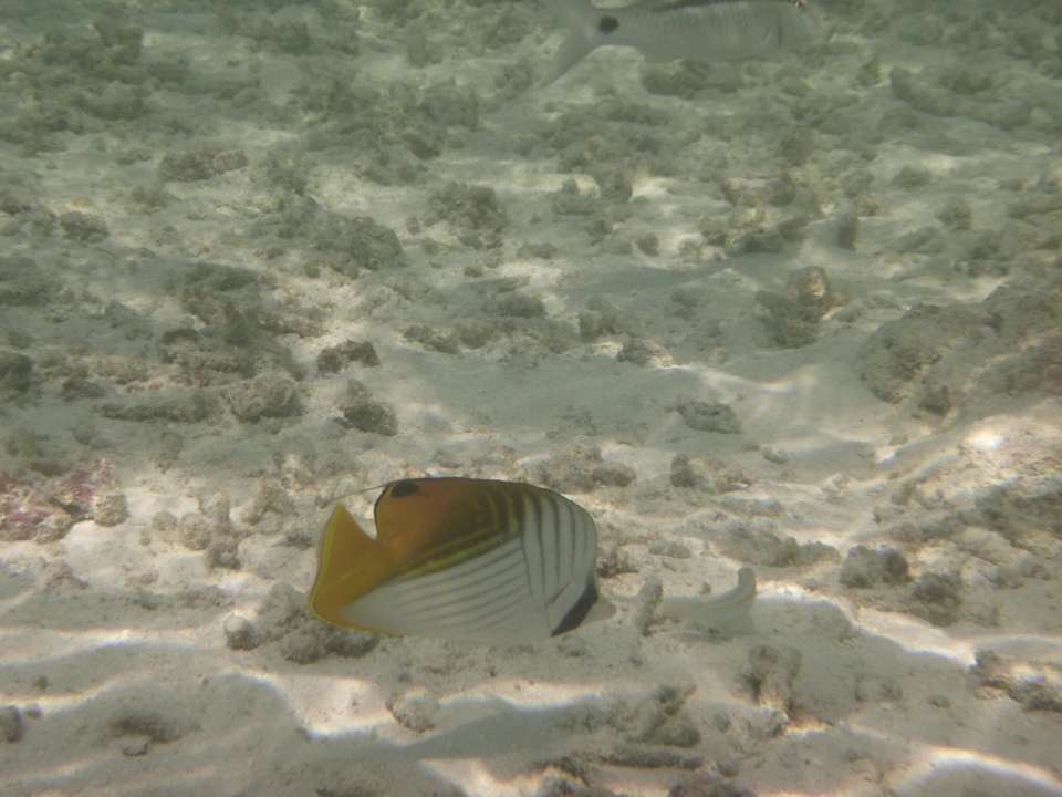 Strand Meeru Maldives Resort Island