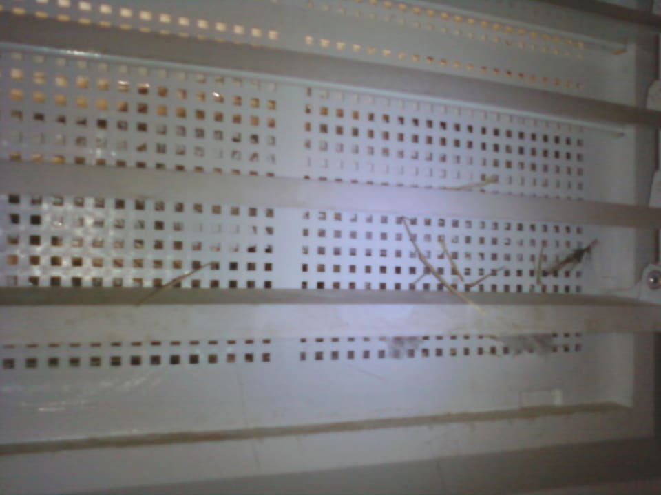 Tote Tiere Kleopatra Fatih Hotel