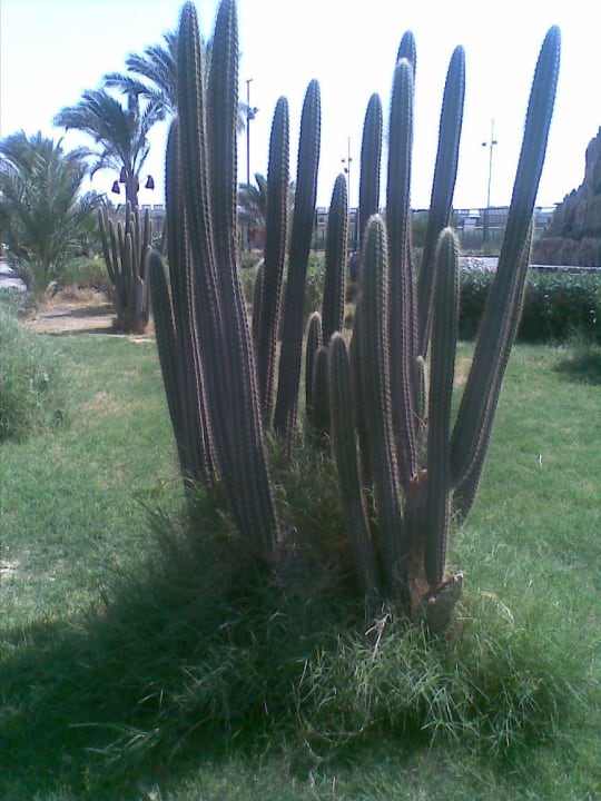 Golden 5 Club Hotel Blend Club Aqua Resort