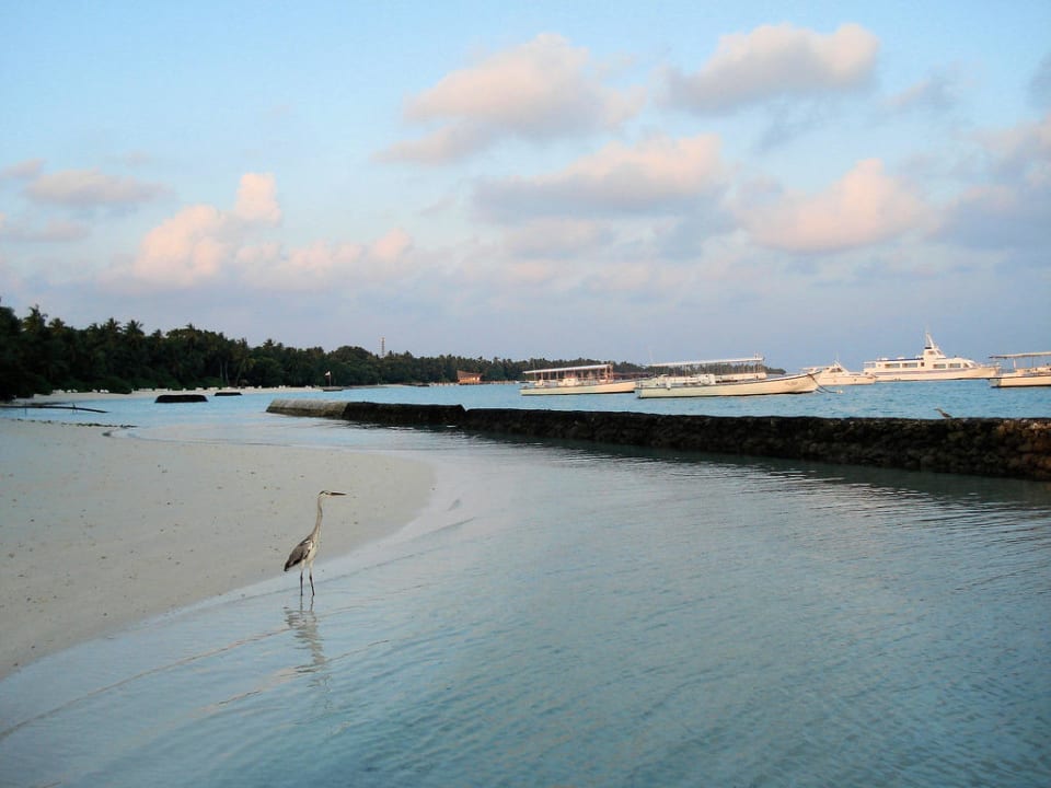 Fischreiher am Strand im Osten der Insel Kuramathi Maldives