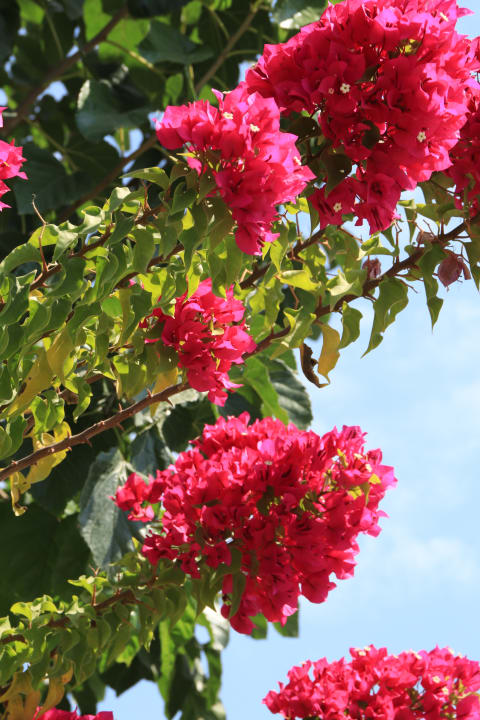 Gartenanlage Hane Family Resort
