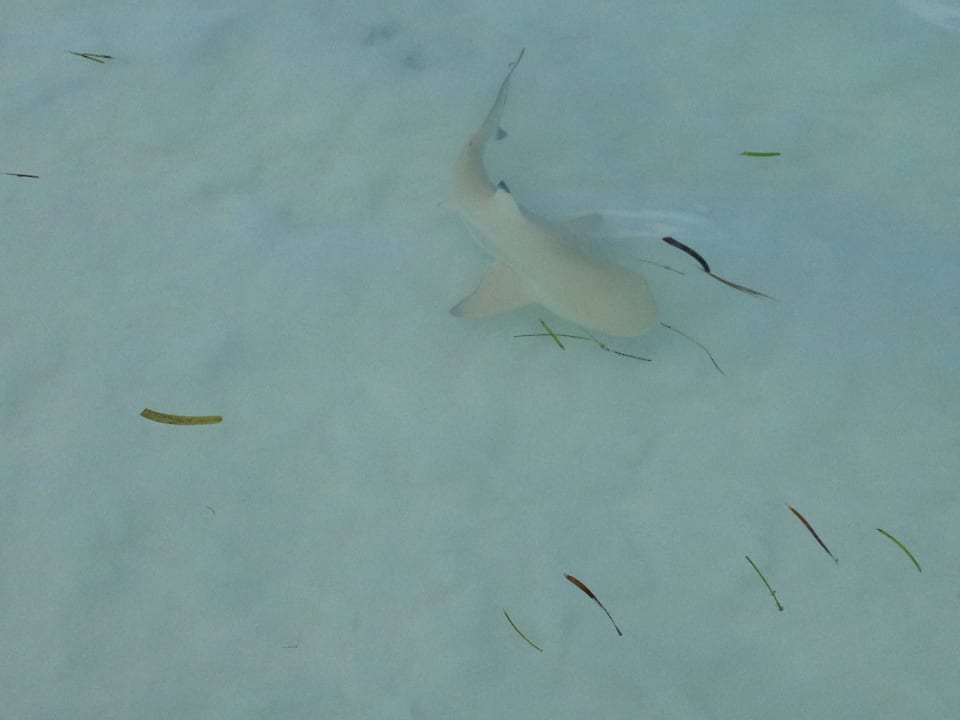 Klein und ungefährlich Meeru Maldives Resort Island