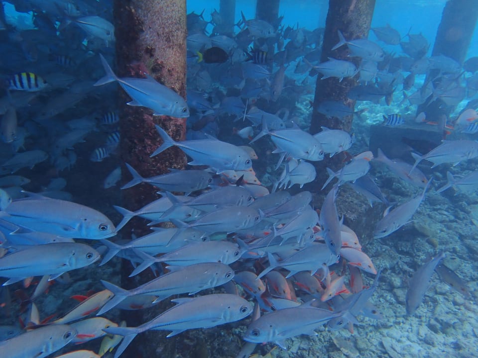 Sport & Freizeit Adaaran Select Meedhupparu Island Resort - Premium All Inclusive