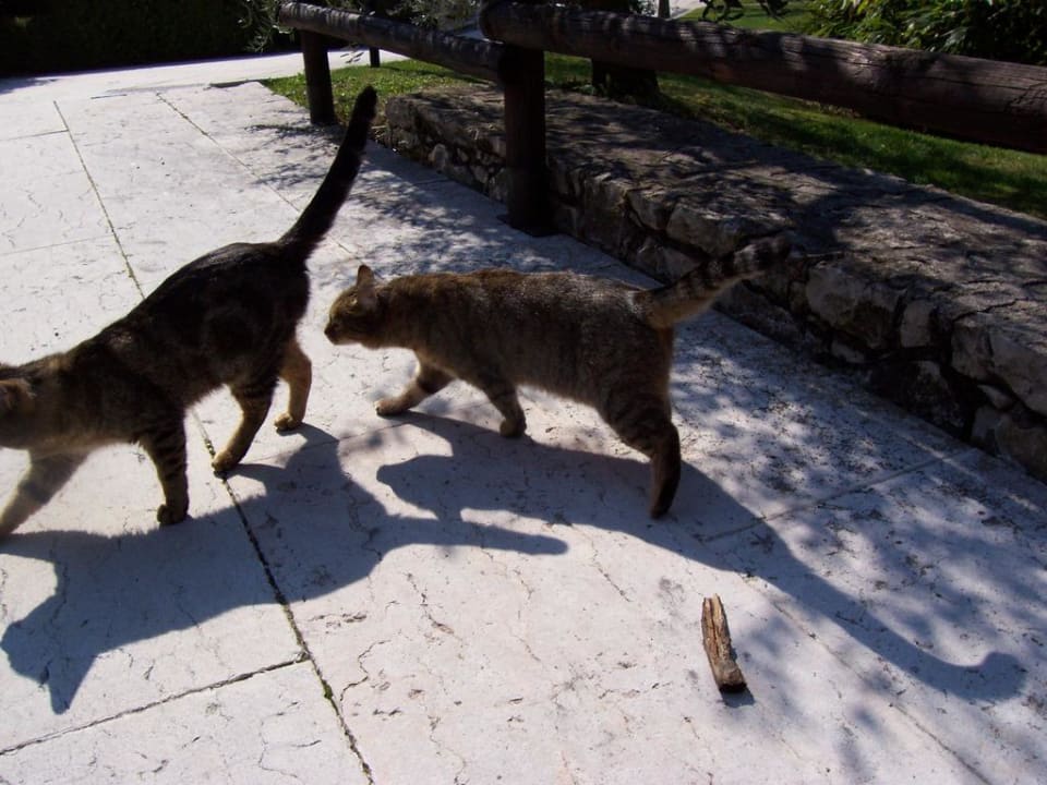 Hotel Katzen super süß Hotel Le Torri del Garda
