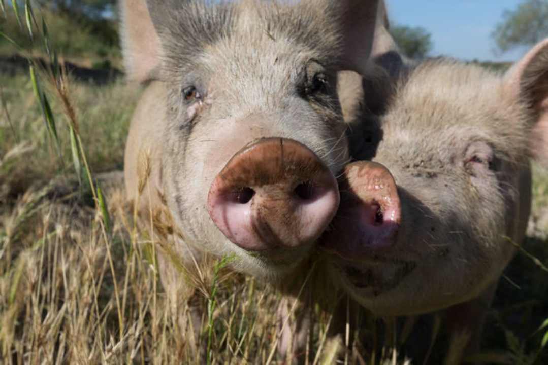 Nostri maiali Casa Caponetti