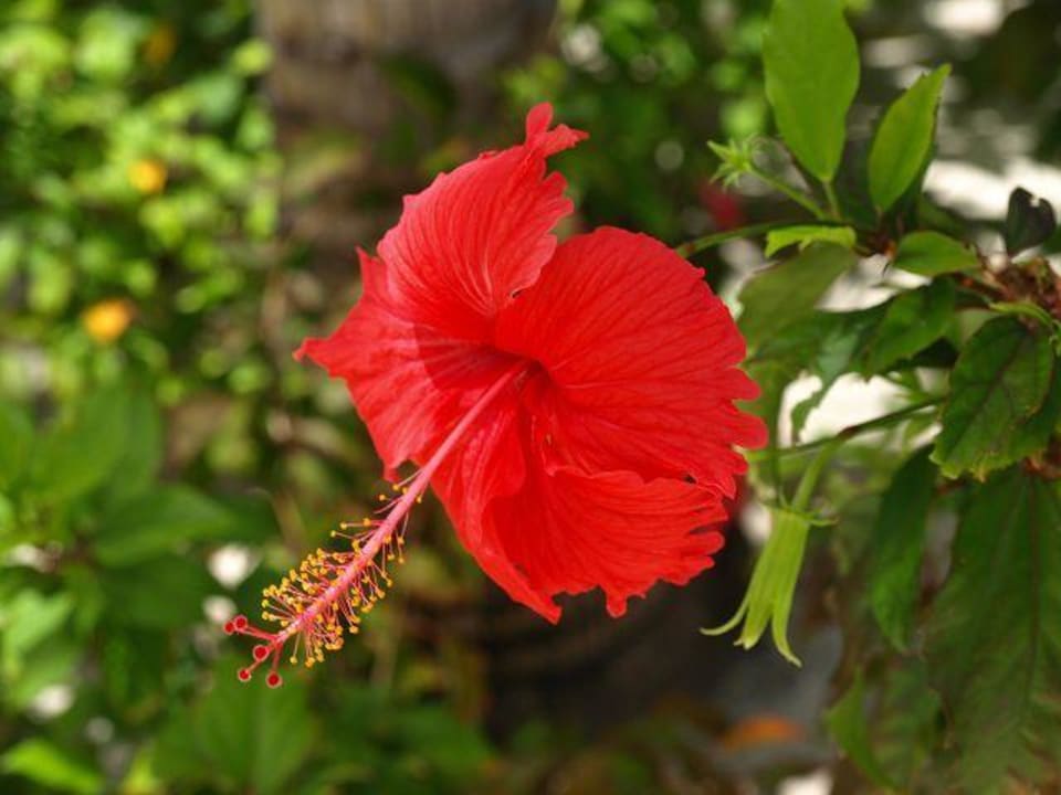 Bild Kuredu Island Resort & Spa