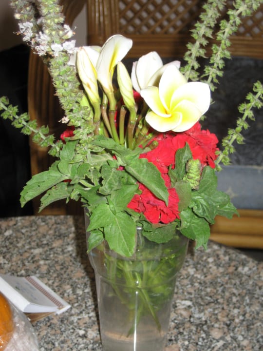 Immer fische Blumen Palm Beach Resort