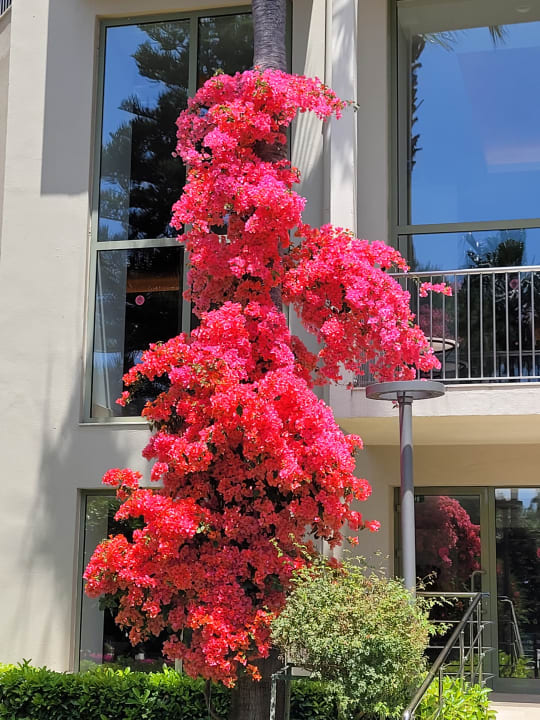 Gartenanlage Arum Barut Collection