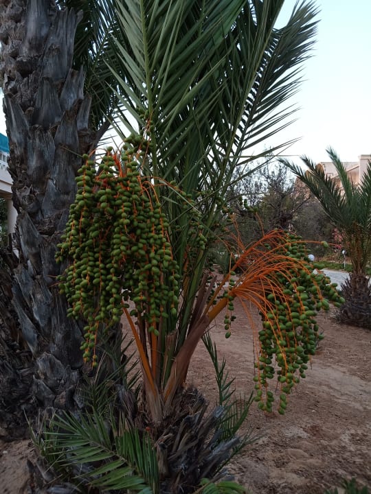 Gartenanlage Zita Beach Resort