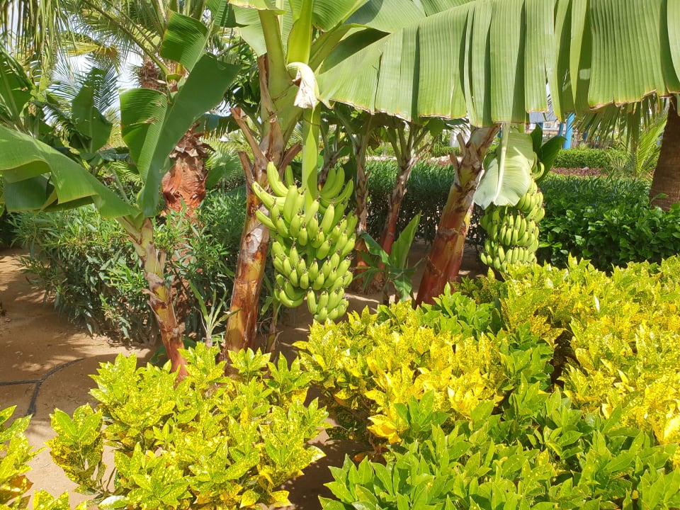 Garten Hotel Riu Palace Boavista