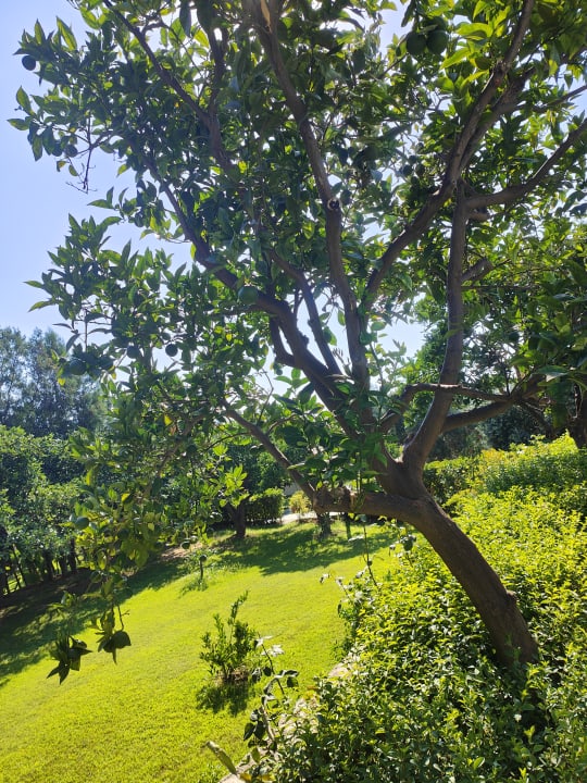 Gartenanlage Iz Flower Side Beach Hotel