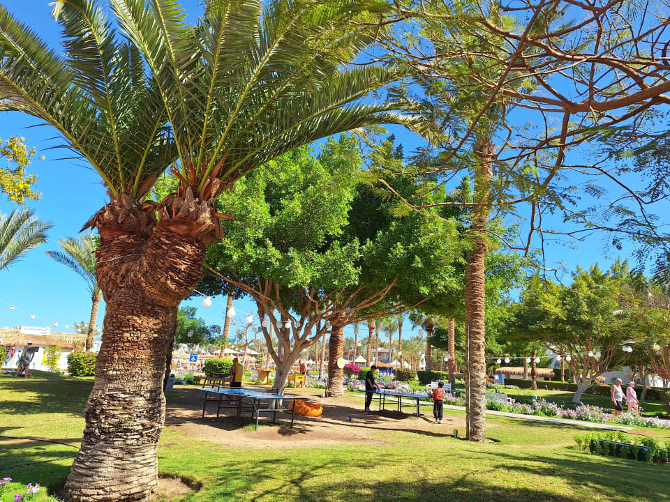 Sport & Freizeit Desert Rose