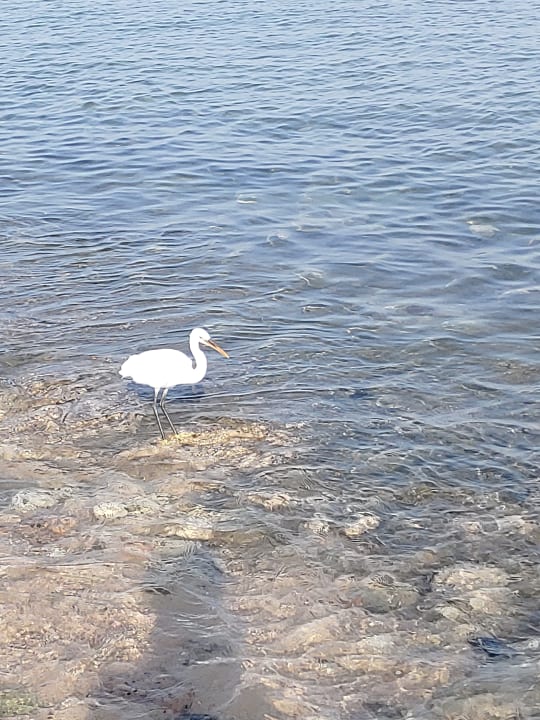 Strand Pickalbatros Palace Resort