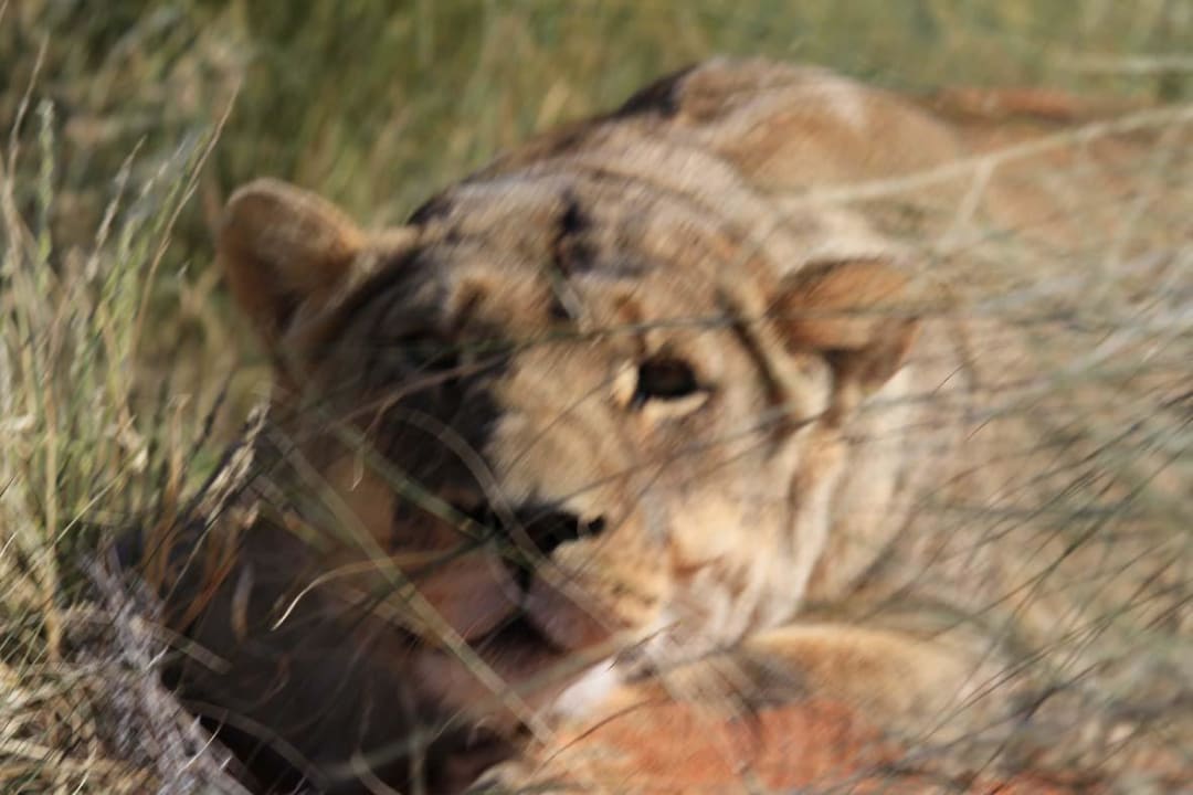 Löwenweibchen Game Drive der Lodge Camelthorn Kalahari Lodge