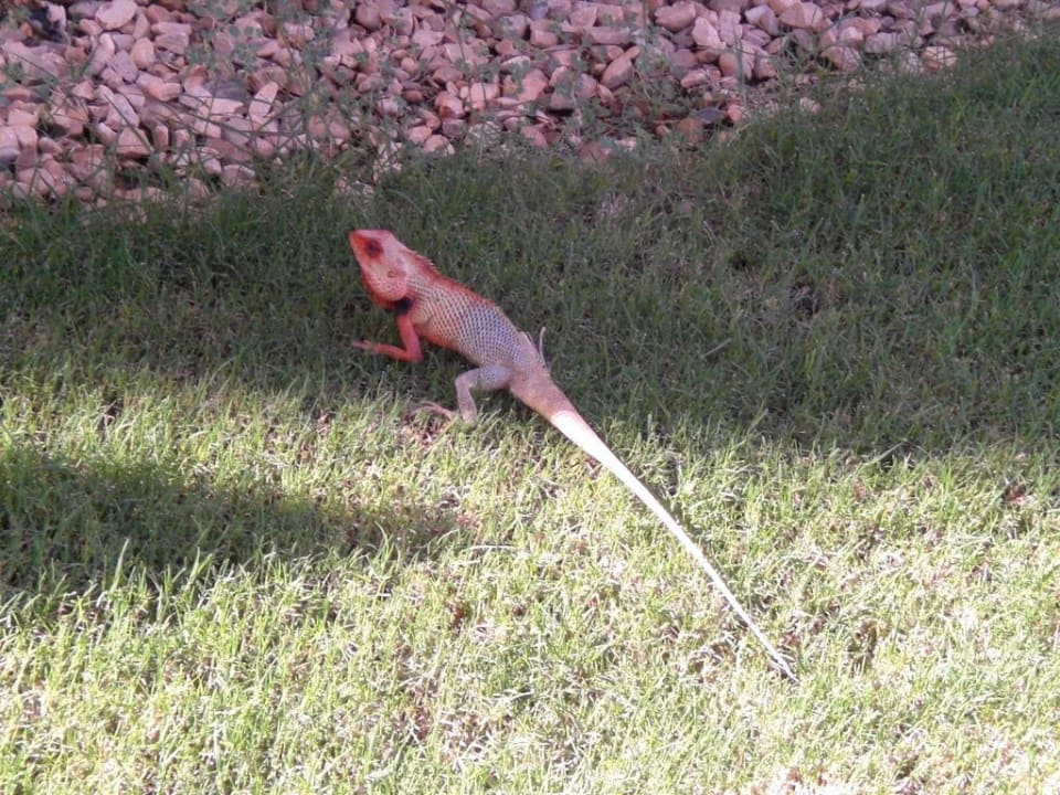 Tiere in der Gartenanlage Hilton Salalah  Resort