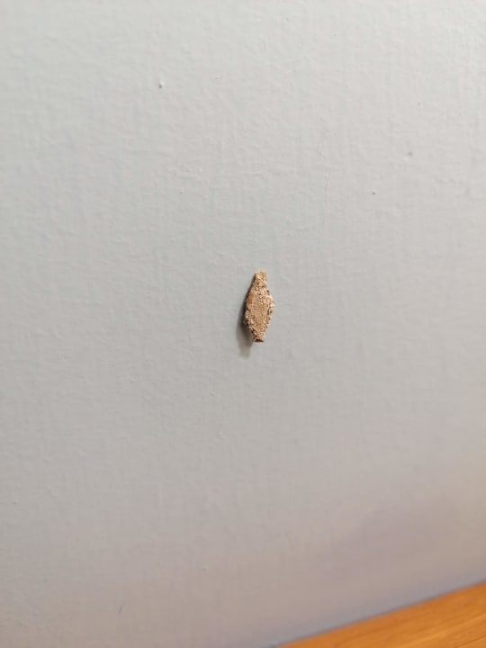 Zimmer Princess Taurito