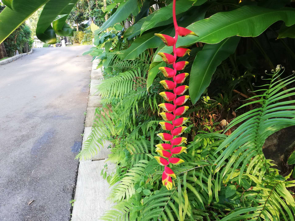 Gartenanlage Moracea by Khao Lak Resort