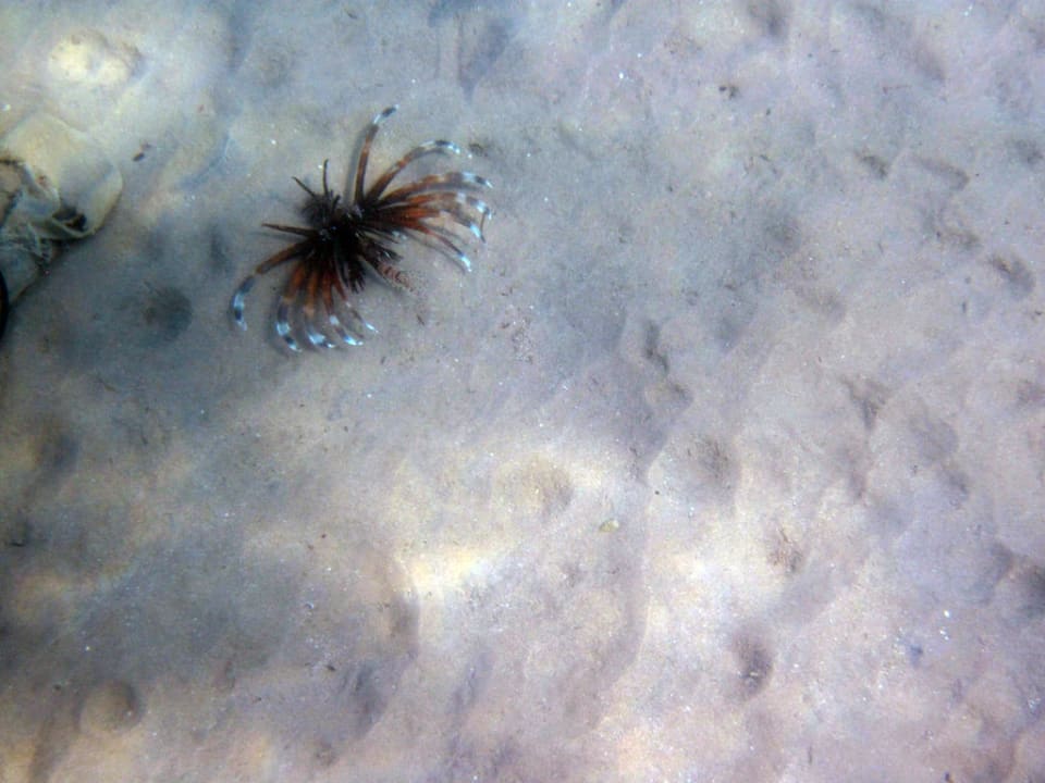 Feuerfisch direkt am Strand Pickalbatros Alf Leila Wa Leila Resort - Neverland Hurghada