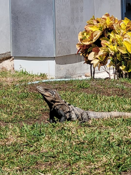 Gartenanlage Hotel Riu Dunamar