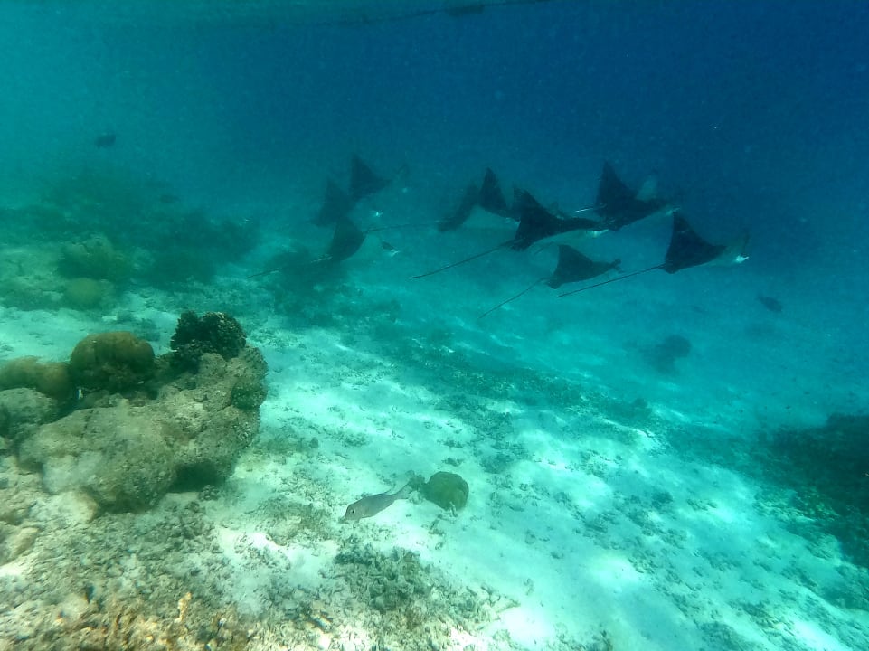 Sport & Freizeit Kuramathi Maldives