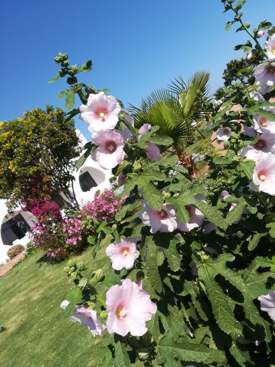 Gartenanlage Three Corners Equinox Beach Resort