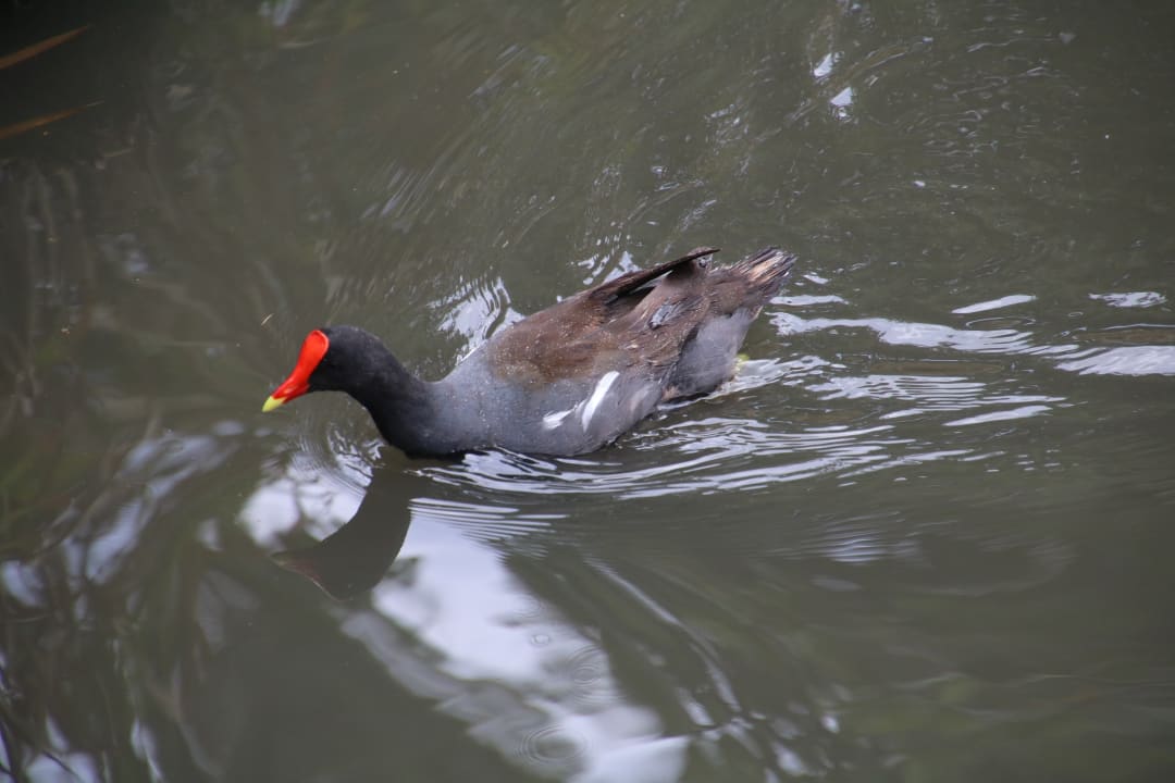 Gartenanlage Hotel Viva Dominicus Palace by Wyndham-All Inclusive Resort