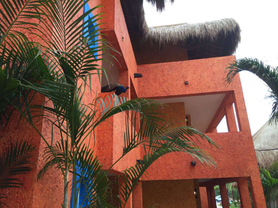 Wohneinheit Iberostar Waves Tucan