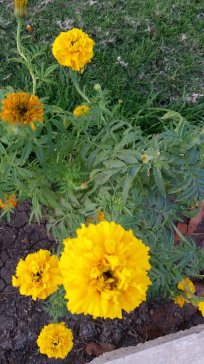 Gartenanlage The Grand Hotel Hurghada