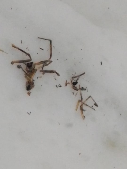 Zimmer Hotel Stadt Breisach