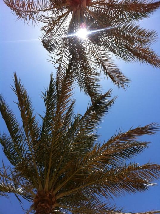 Palmen am Strand Steigenberger ALDAU Beach Hotel