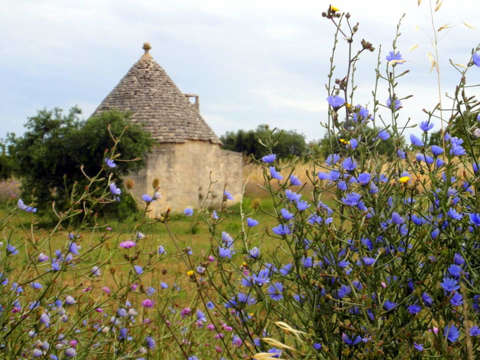 Alter Trulli im Gelände Trulli Pietra Preziosa