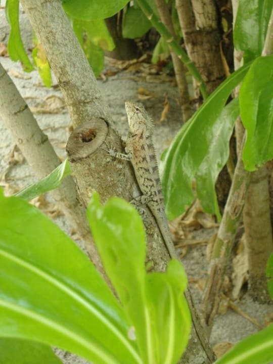 Unsere Mitbewohner Kuredu Island Resort & Spa