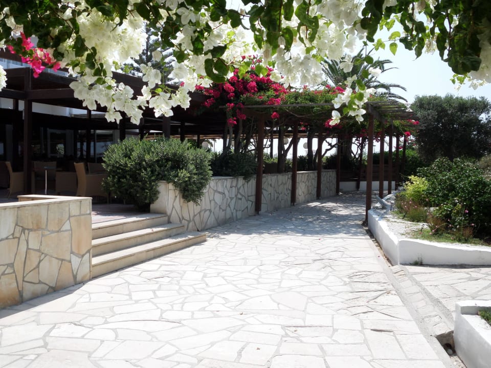 Blütenpracht ohne Ende Hotel Nissi Beach Resort