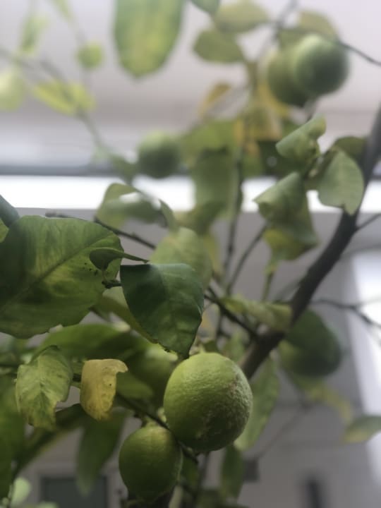 Sonstiges Villa Merci Budva