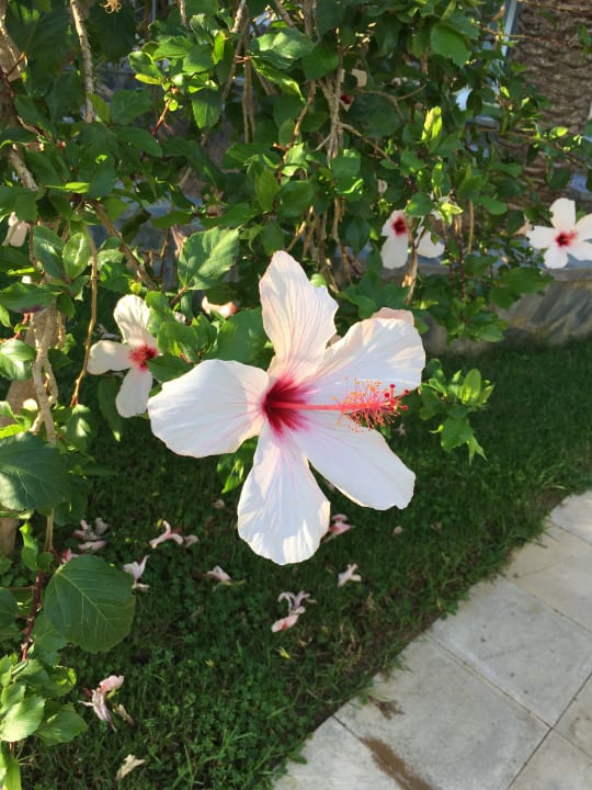 Gartenanlage HARPIN Georgioupolis Resort Aquapark & SPA