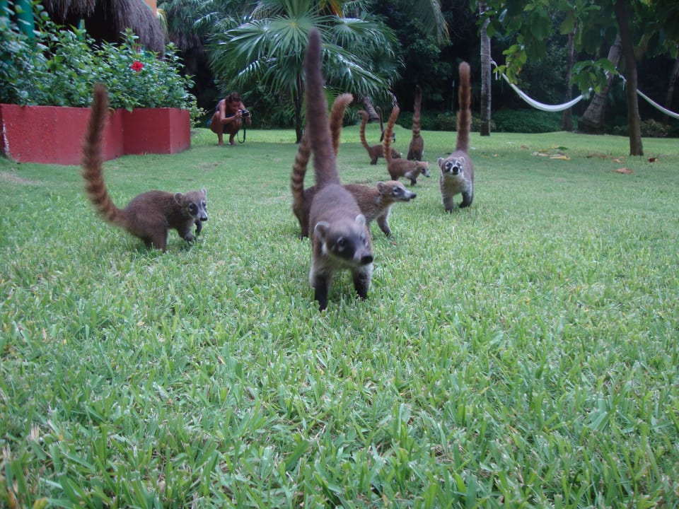 Hotel Catalonia Playa Maroma Catalonia Playa Maroma