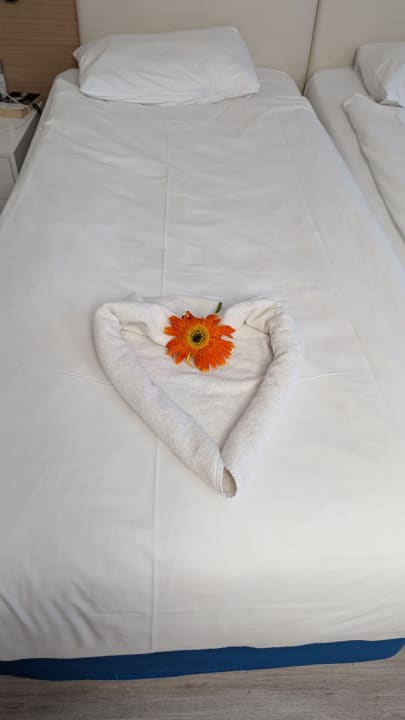 Zimmer AQI Pegasos World