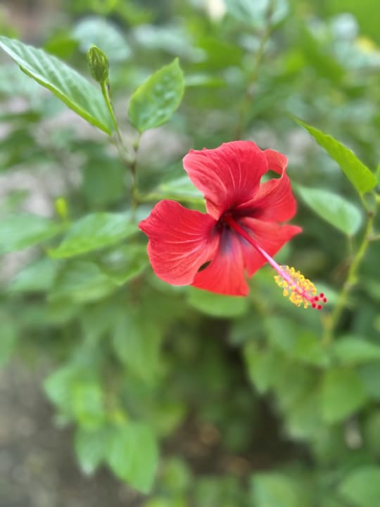 Gartenanlage Club Tuana Fethiye