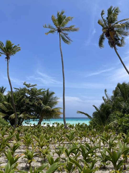 Garten Hotel Riu Atoll