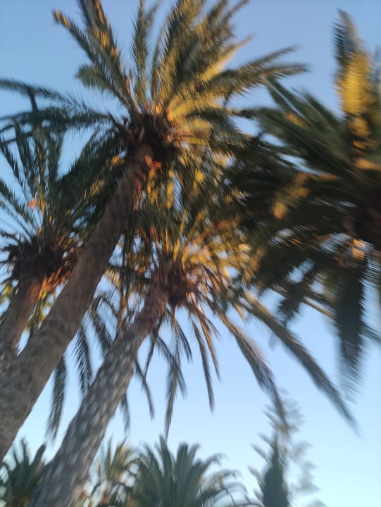 Gartenanlage Sun Club Playa del Ingles