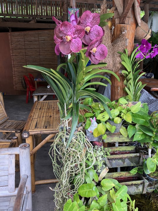 Gartenanlage Panviman Resort Koh Phangan