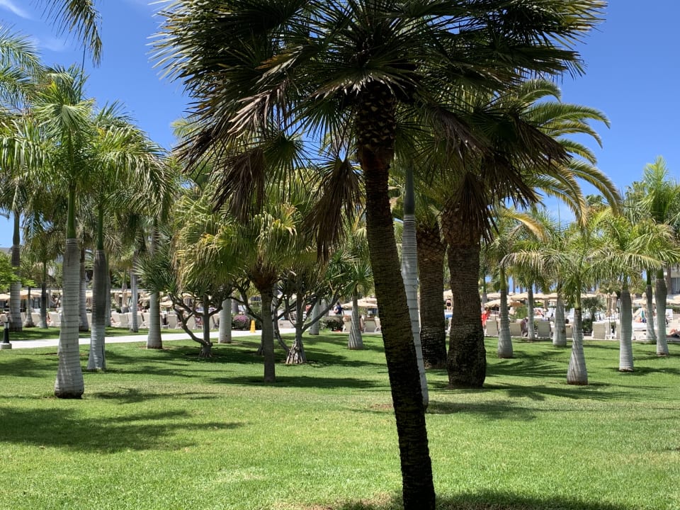 Gartenanlage Hotel Riu Palace Meloneras