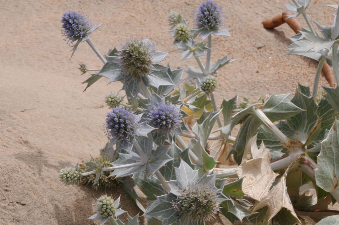 Strand Valentin Sancti Petri